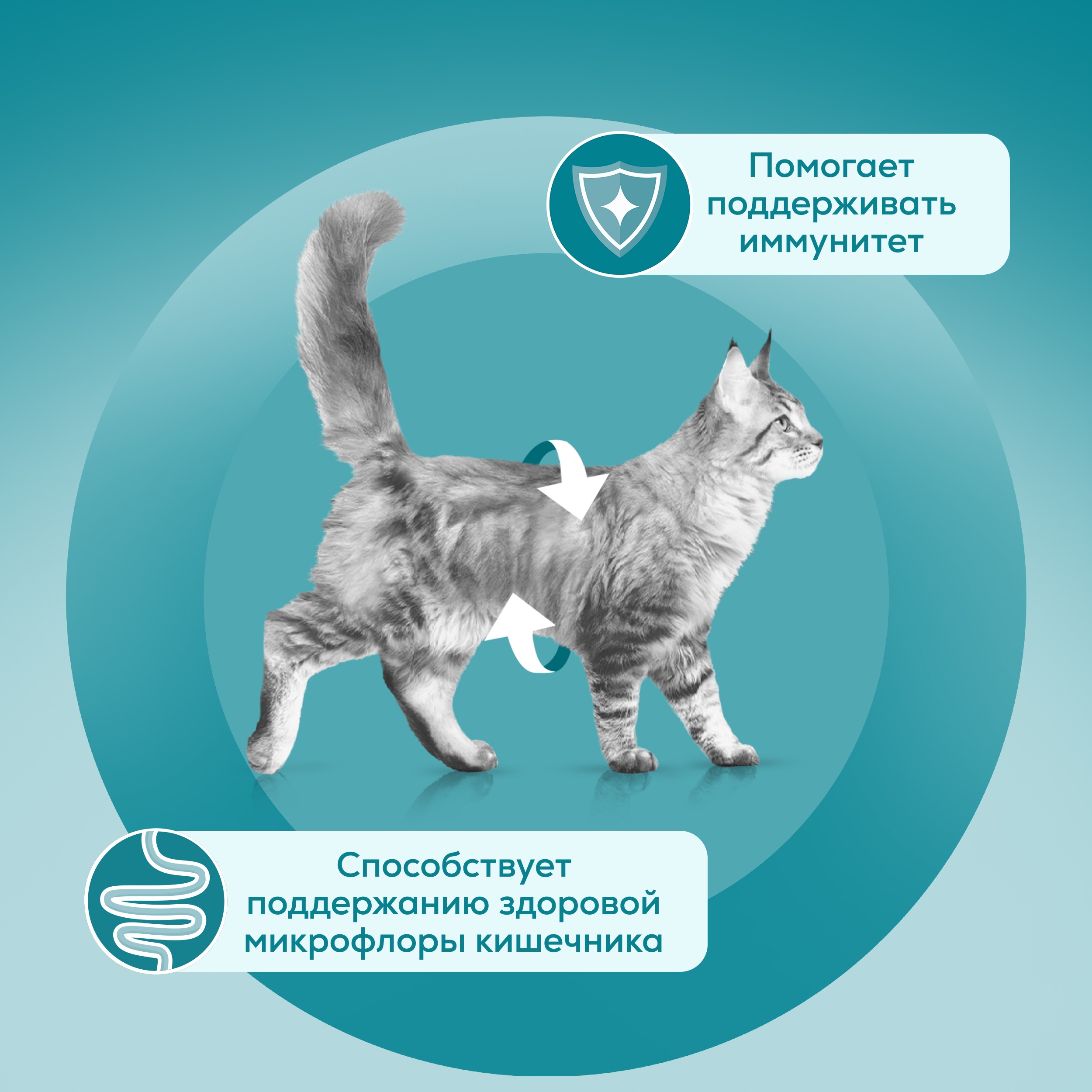 

Влажный корм Purina One для взрослых кошек с говядиной и морковью 75 г
