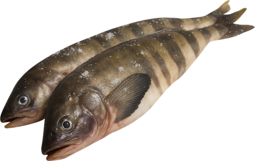 

Терпуг непотрошеный с головой, замороженный, весовой