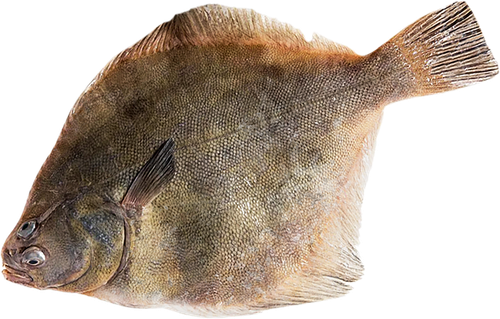 

Камбала непотрошеная с головой замороженная вес