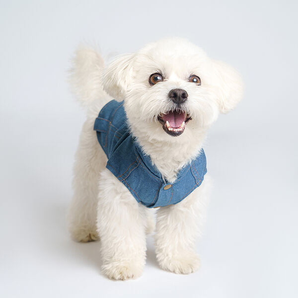 Джинсовка для собак Petmax, синий р.S
