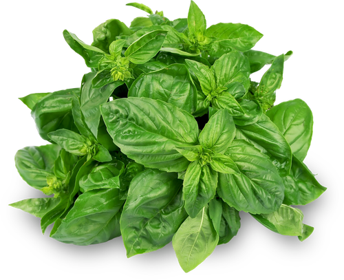 

Базилик зеленый свежий вес