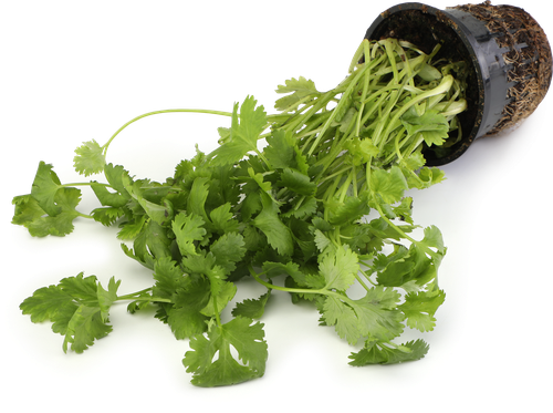 

Кинза (кориандр) в горшочке