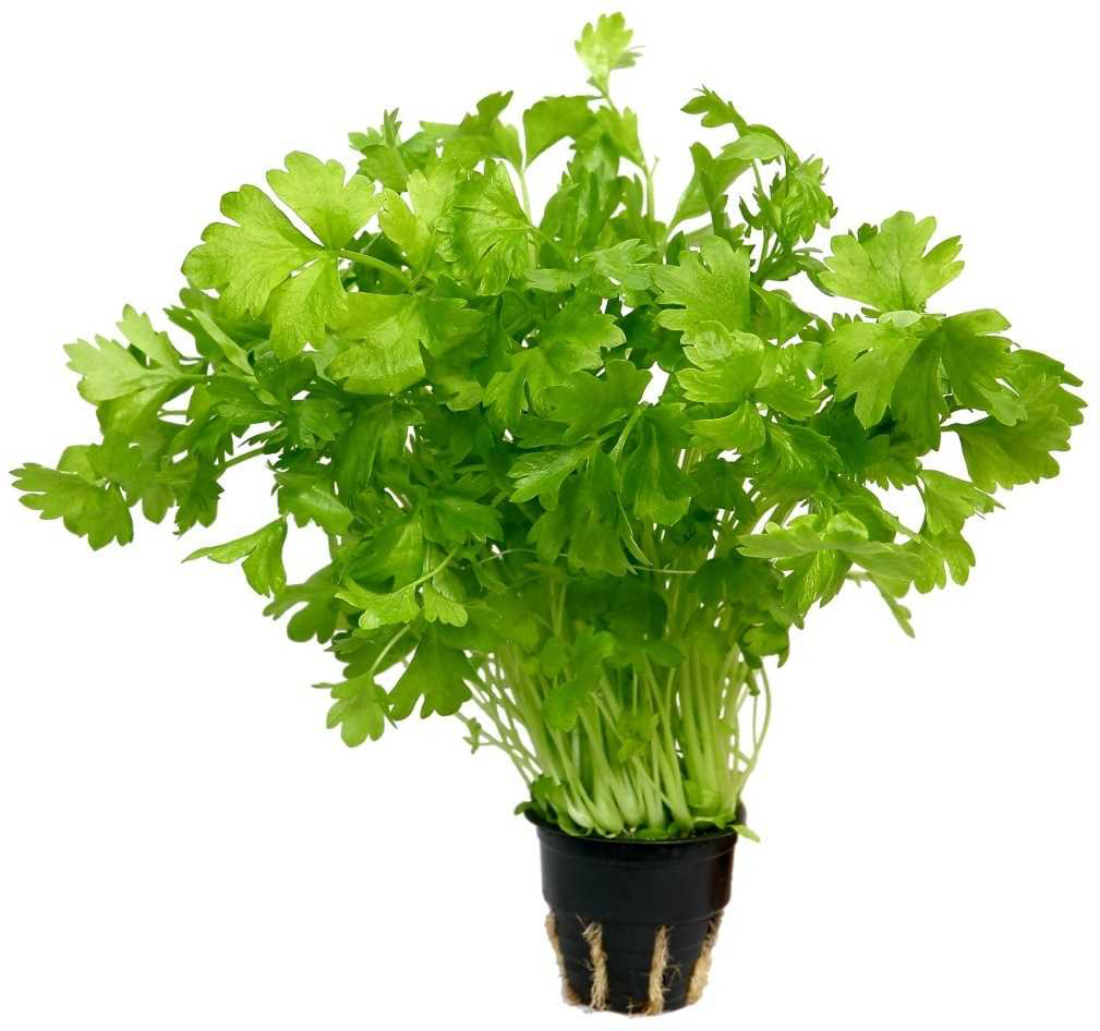 

Петрушка в горшочке 50 г