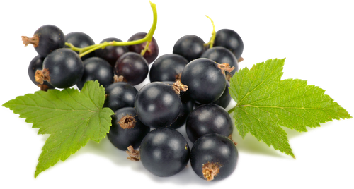 

Смородина Artfruit черная свежая