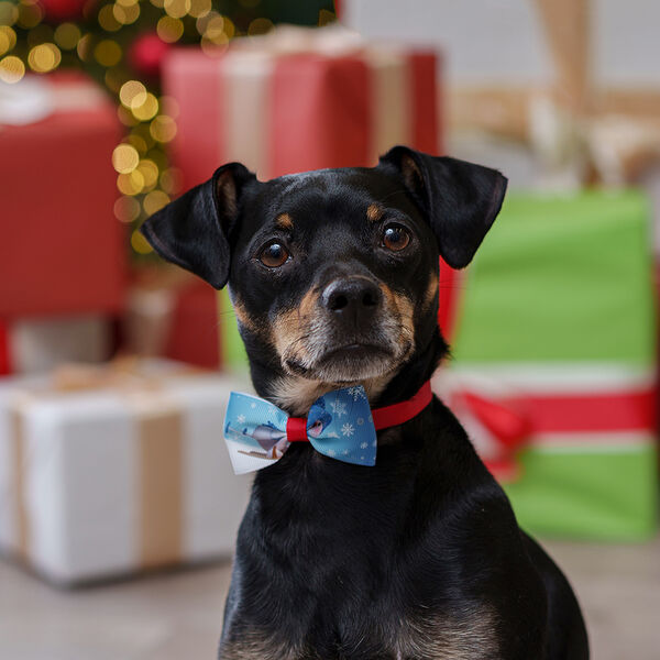 Галстук-бант Petmax голубой Снеговички