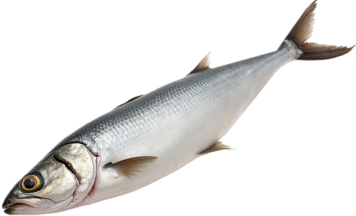 

Сельдь тихоокеанская слабосоленая неразделанная весовая