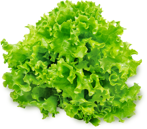 

Салат листовой вес