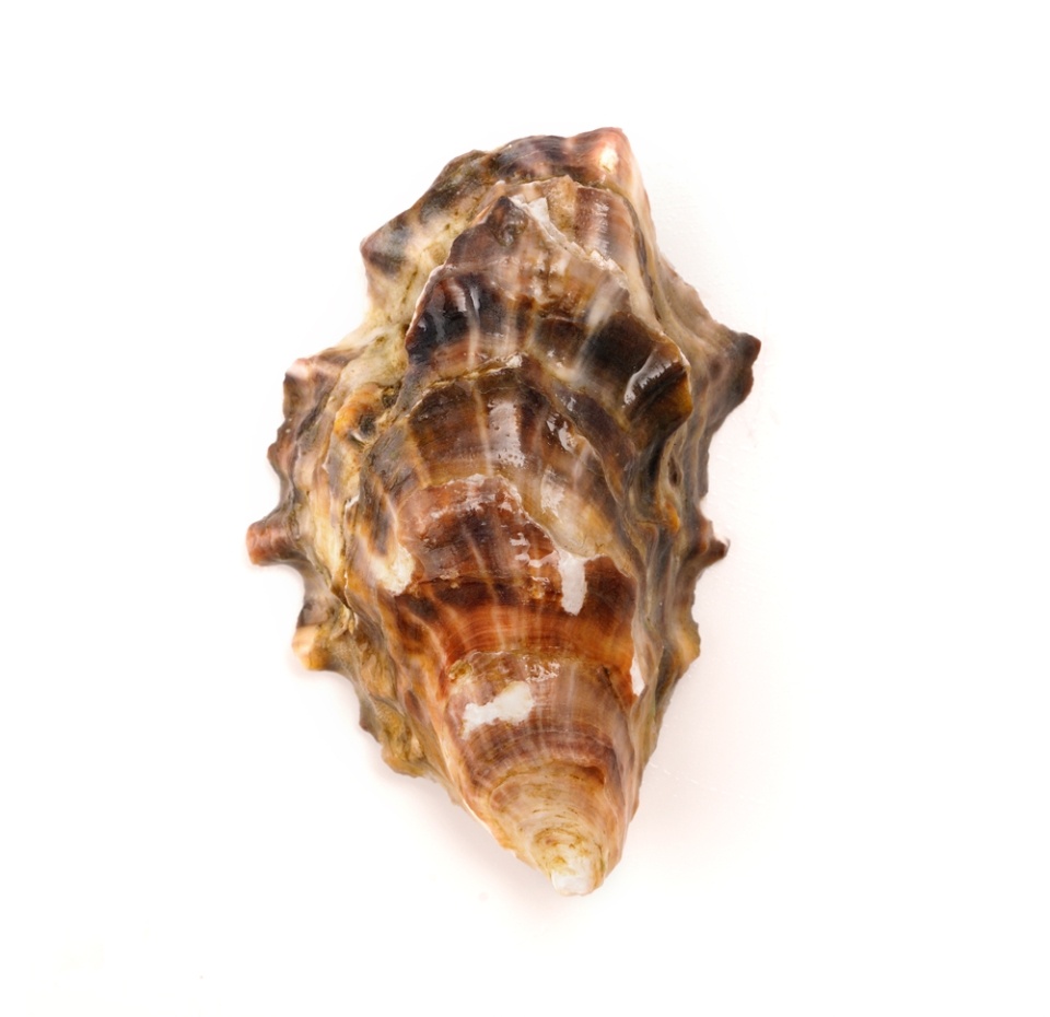 

Устрицы Розовая Джоли L живые, 70 г, Намибия