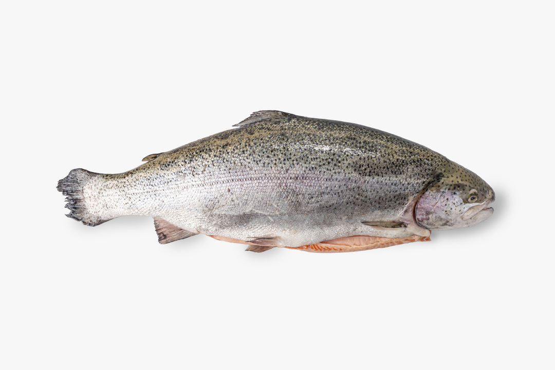 

Форель радужная 3+ потрошёная с головой весовая