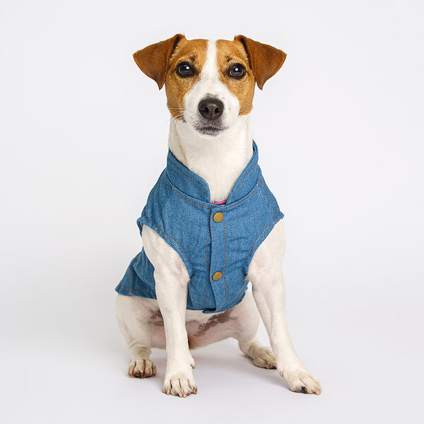 Джинсовка для собак Petmax, синий р.XL