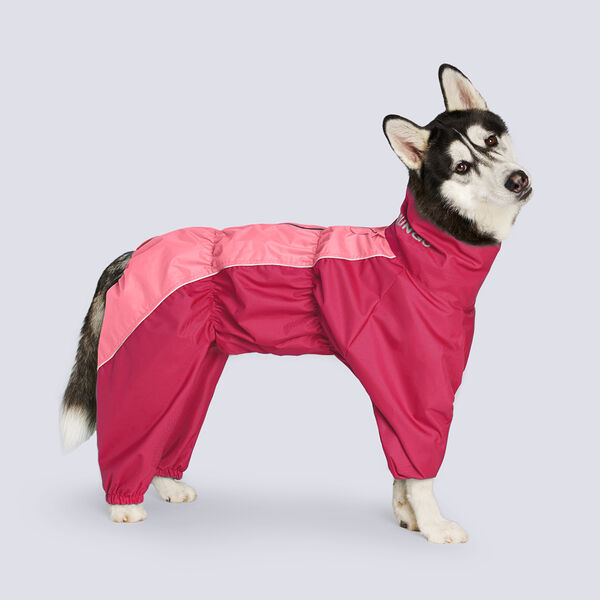 Дождевик Лабрадор-ретривер, Хаски девочка лососевый/малина