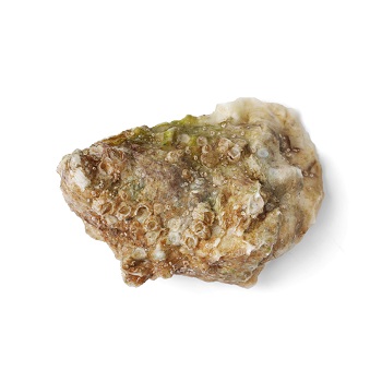 

Устрица Сант Васт №3 65 г