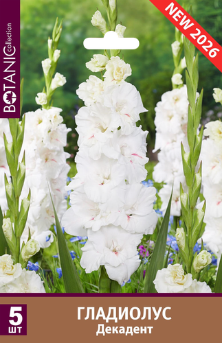 

Луковицы BOTANIC COLLECTION Гладиолус крупноцветковый Декадент, 5шт