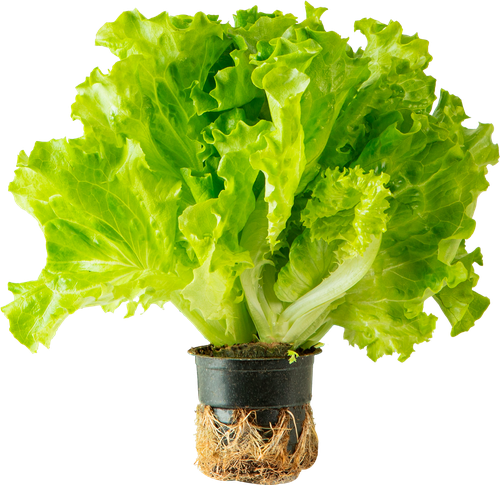 

Салат листовой, в горшочке 50 г
