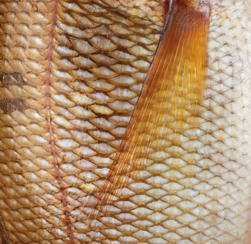 

Рыба эмперор охлаждённый, калибр 0,5-0,7кг, Шри-Ланка