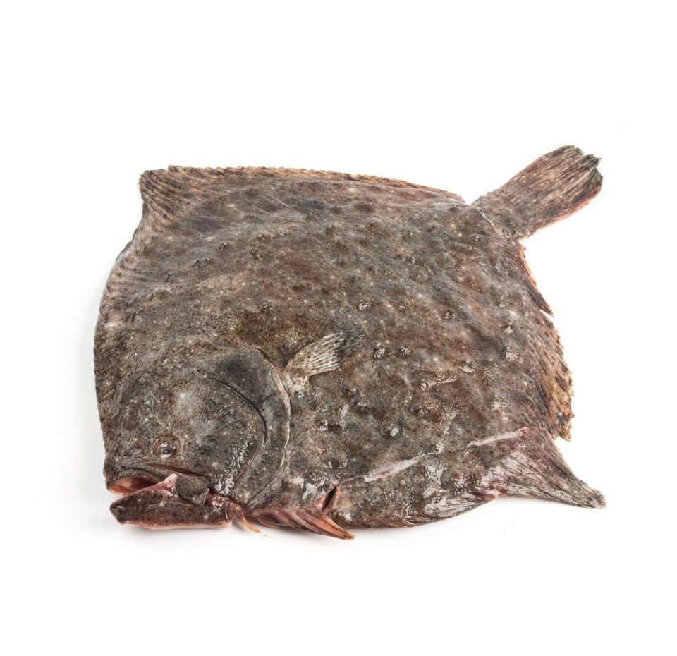 

Калкан черноморский, калибр Крым, Россия вес