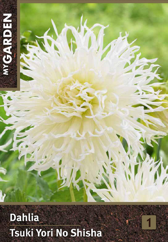 

Луковица MY GARDEN Георгина фимбриата Тсуки Ери Ноy Шиша, шт