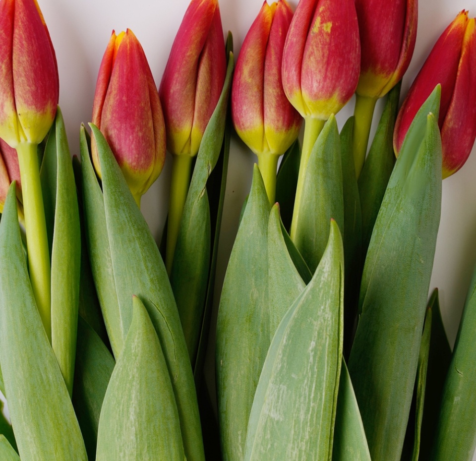 

Букет тюльпанов Россия 9 шт. цвет в ассортименте