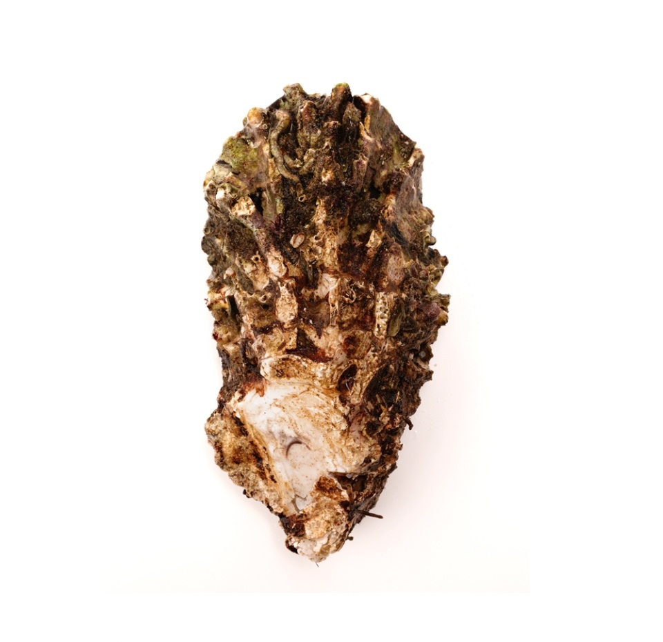 

Устрица живая от