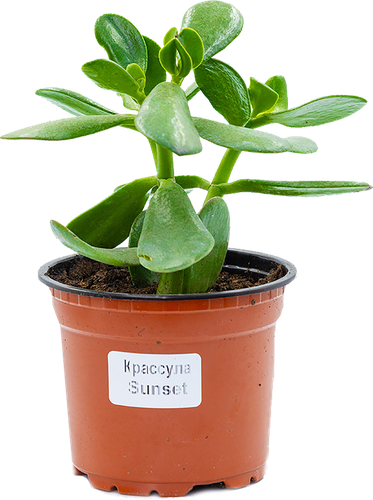 

Растение горшечное Толстянка (Крассула) микс d=12см