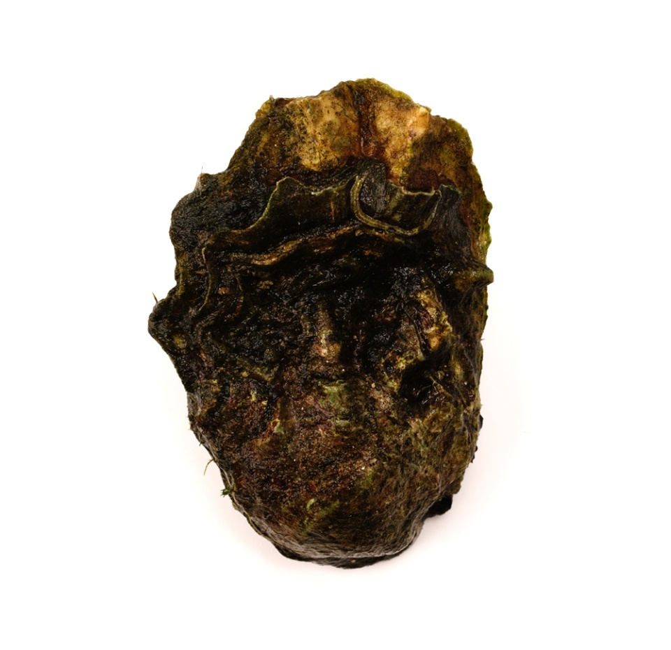 

Устрица хасанская, 100–200 г, Дальний Восток