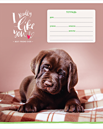 

Тетрадь Спейс 12 листов косая линия Питомцы I really like 1 шт. дизайн в ассортименте