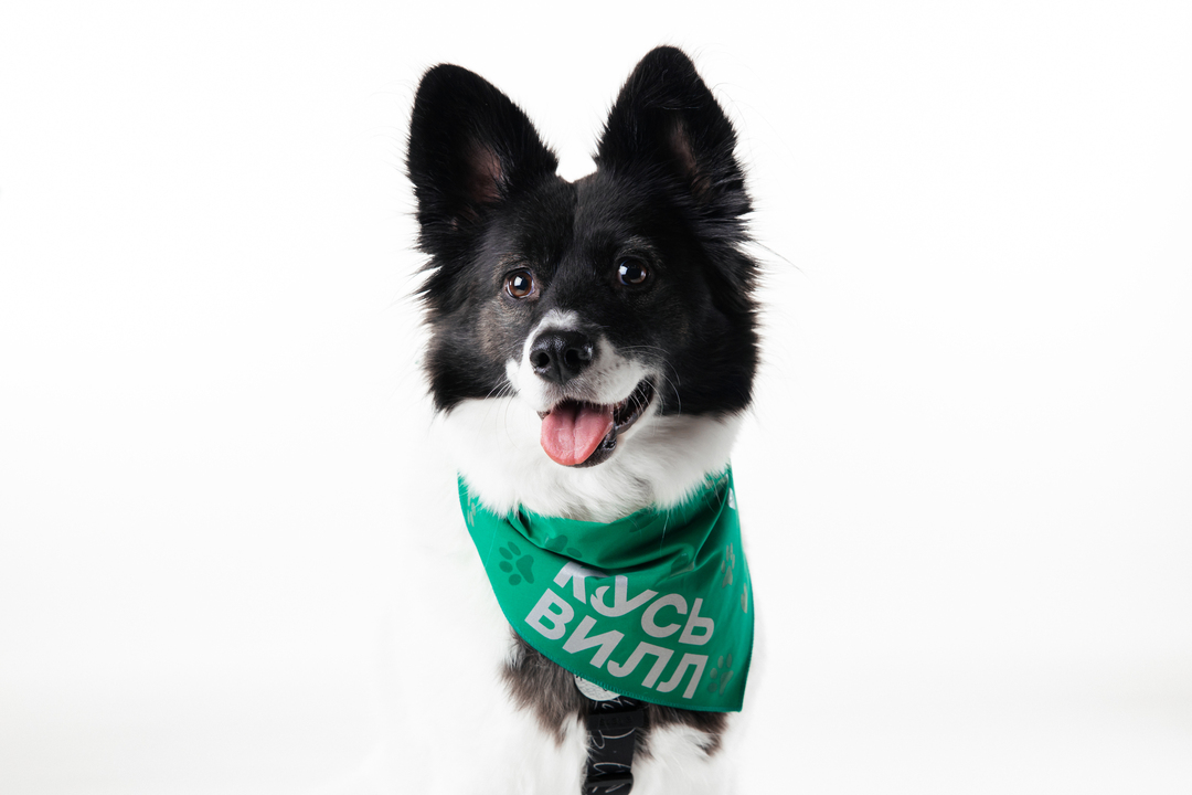 

Бандана ВкусВилл для собак зеленая со светоотражающими элементами