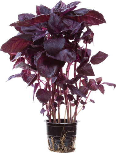 

Базилик фиолетовый в горшочке 100 г