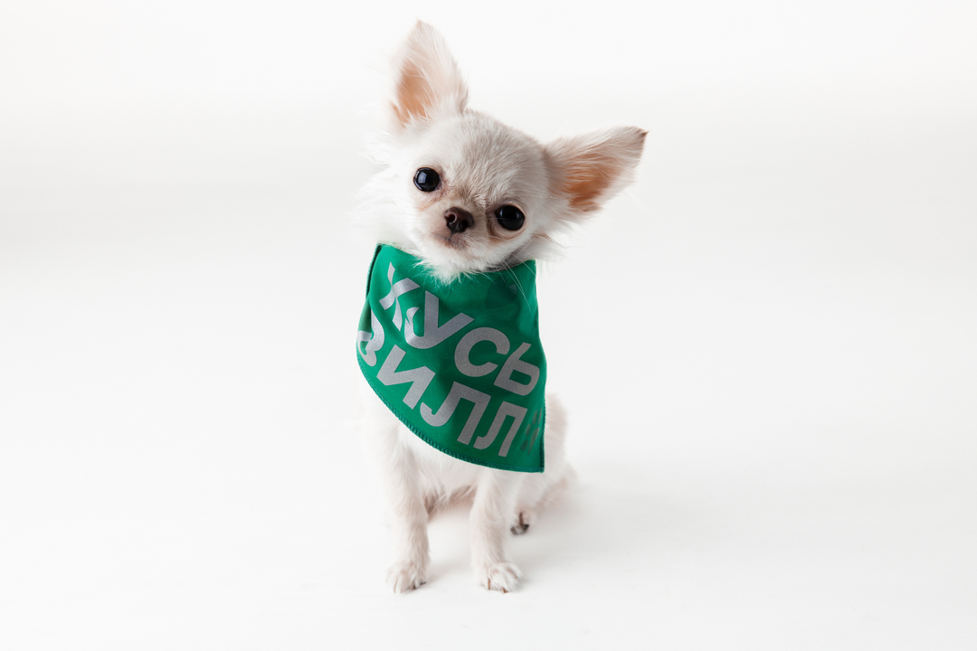 

Бандана ВкусВилл для собак зеленая со светоотражающими элементами