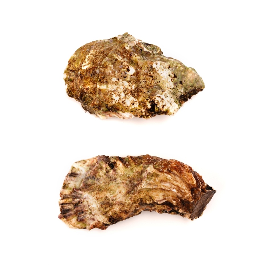 

Устрица живая от