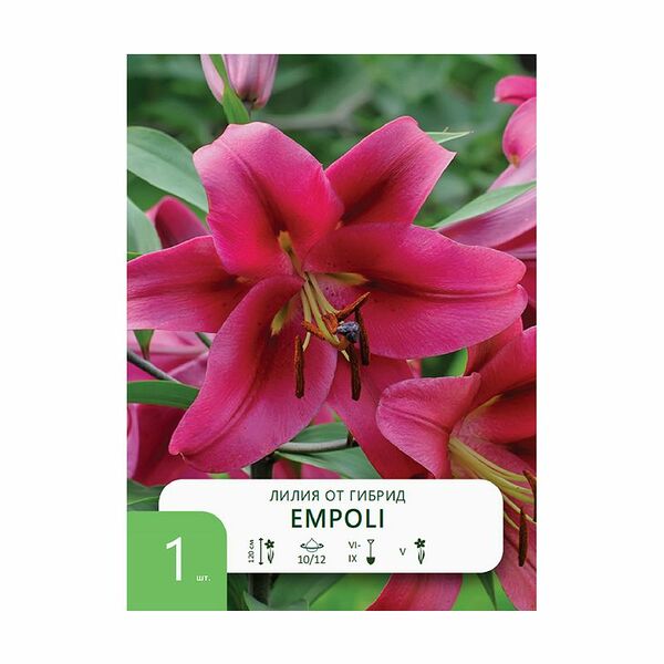 Луковицы Лилия, в ассортименте