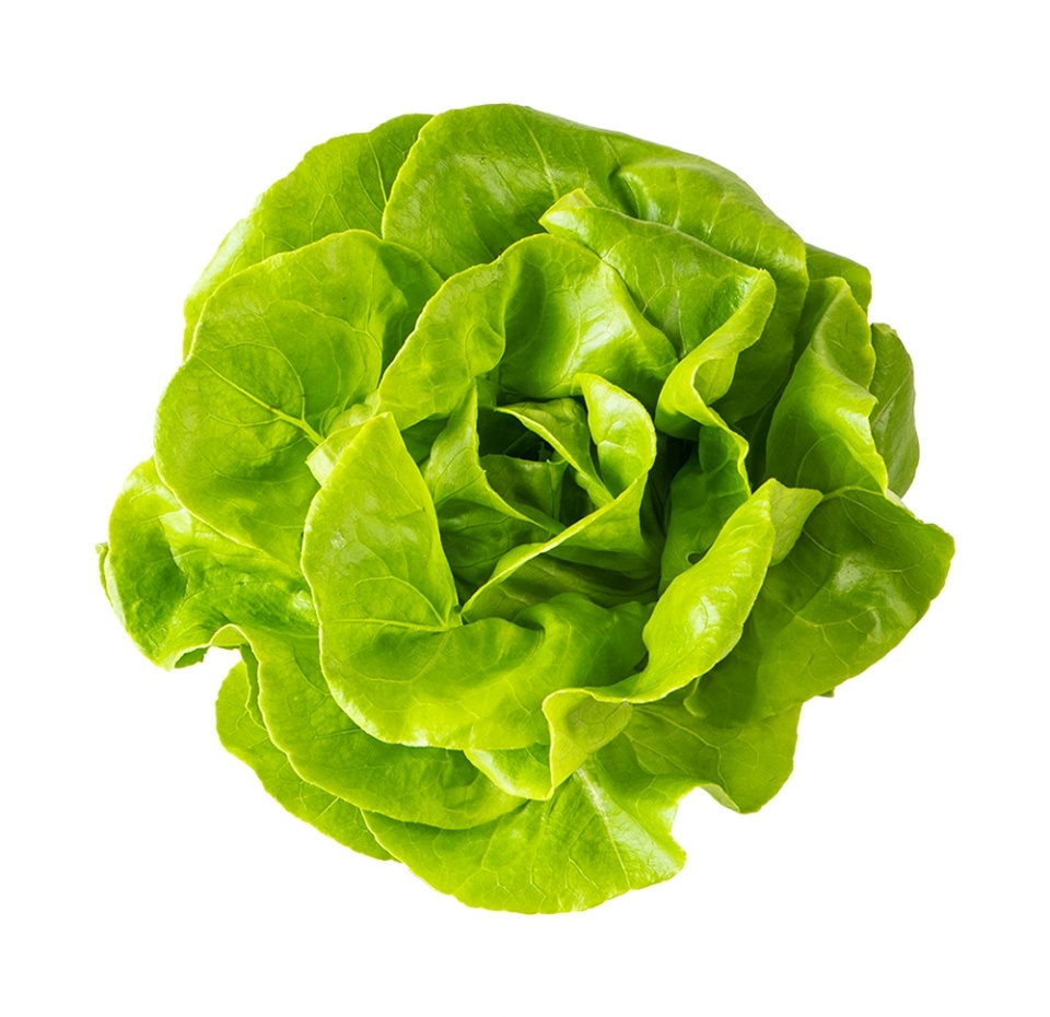 

Салат Рост маслянистый зелёный в горшочке 190 г