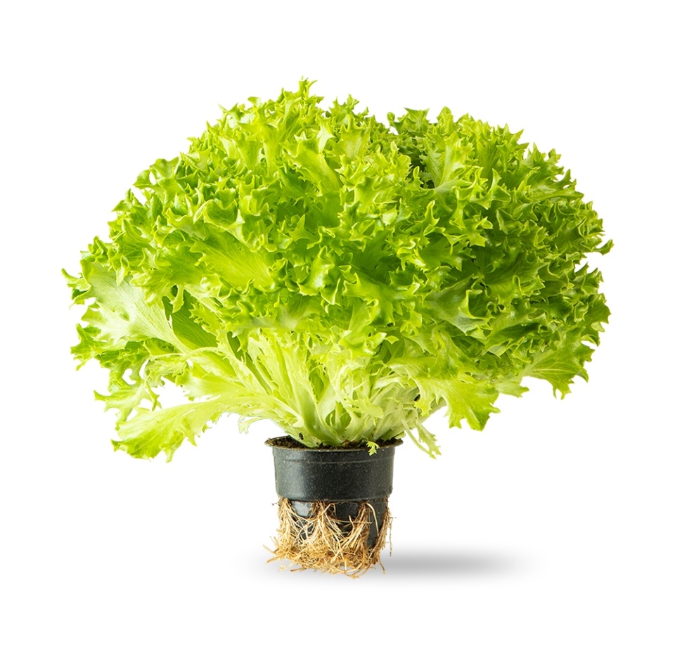 

Салат Рост хрустящий Экзакт 220 г