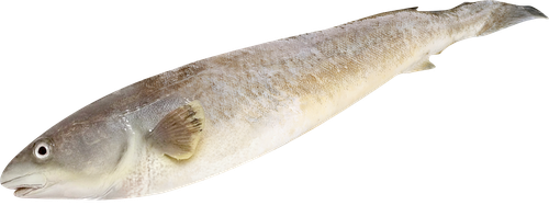 

Навага неразделанная, свежемороженая, весовая