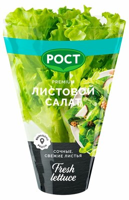 Салат листовой в горшочке