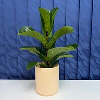 Изображение 5