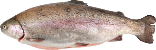 

Форель радужная ЛЕНТА FRESH потрошеная с головой 1–2кг, Карелия, весовая