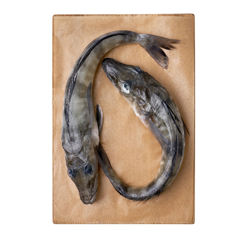 

Ледяная рыба 250+ Ла Маре