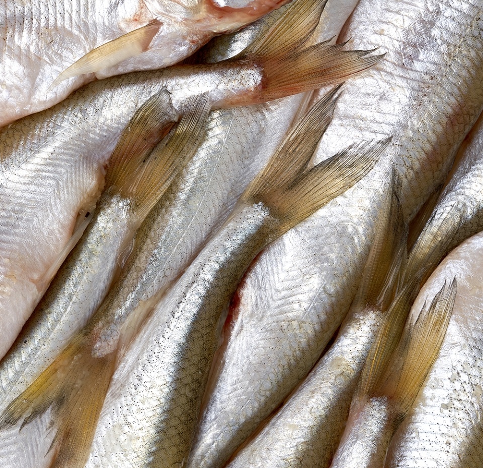 

Корюшка Балтийская охл., Россия