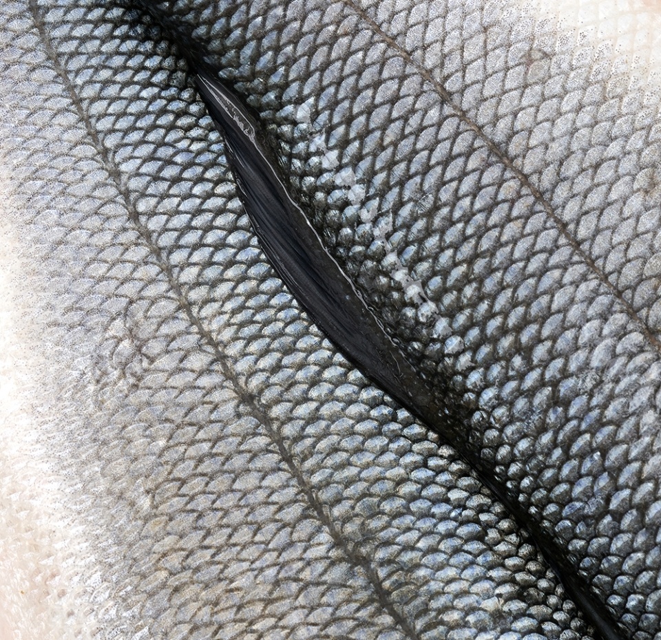 

Сибас охлажденный 800-1000, Турция