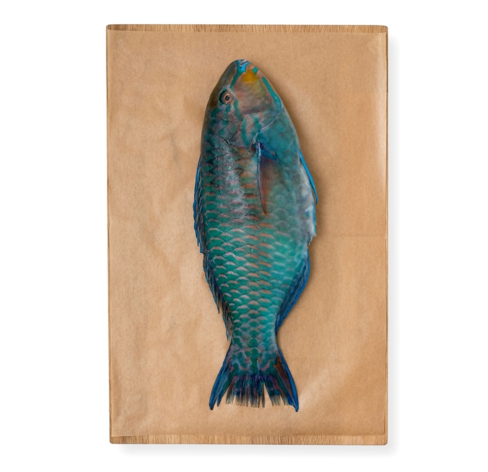 

Рыба-попугай охлаждённая