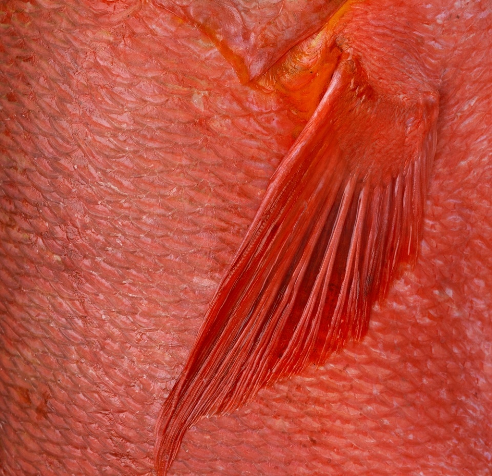 

Снеппер красный охлаждённый, калибр 0,7-1,5кг, Индийский океан