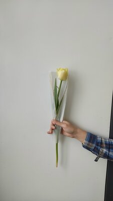Жёлтый пионовидный тюльпан в упаковке