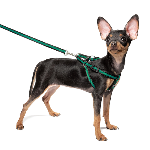 

Комплект для щенка GAMMA Шлейка 28-34x8,5см и поводок 1x130см из капрона