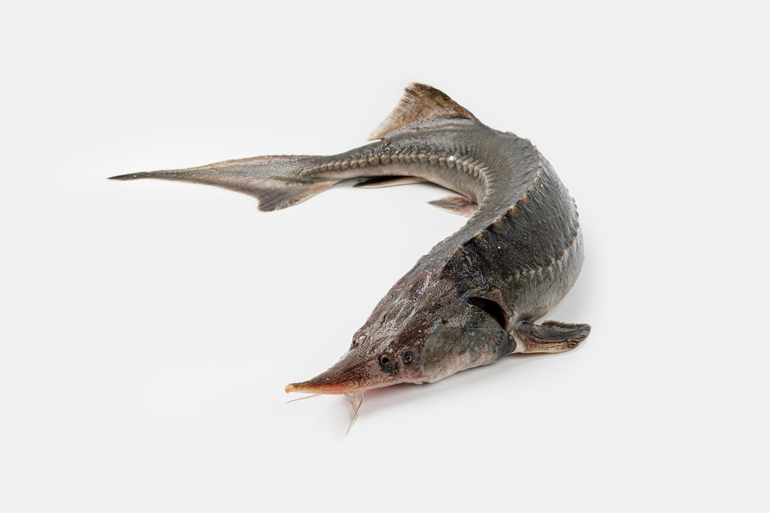 

Осетр неразделанный ВкусВилл охлаждённый вес