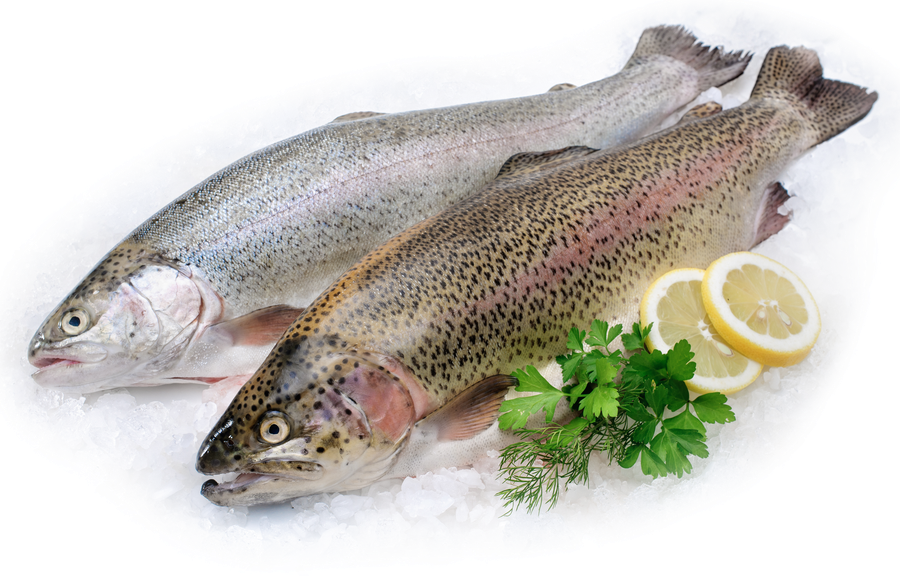 

Форель Радужная Лента FRESH потрошеная с головой весовая