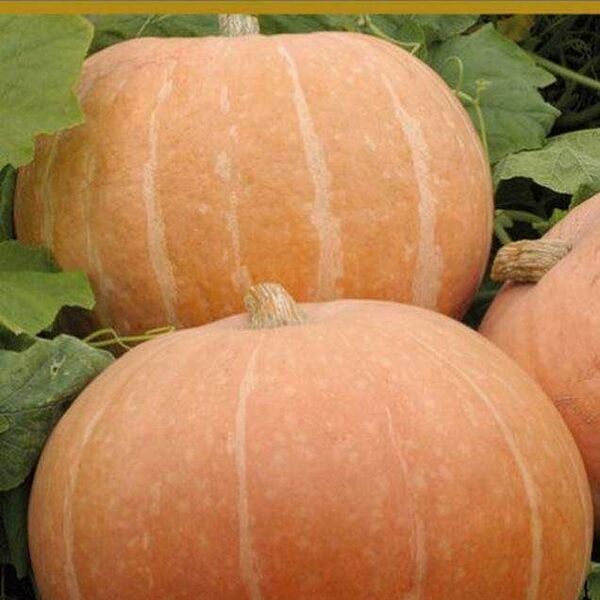 Семена Тыква Парижская золотая 10 шт ТМ Поиск