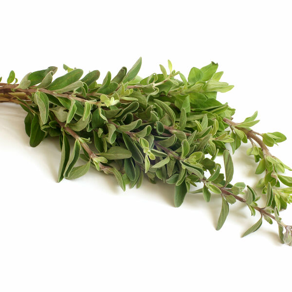 Тимьян ТМ Негев