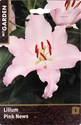 

Луковица My Garden Лилия восточная Пинк Ньюз