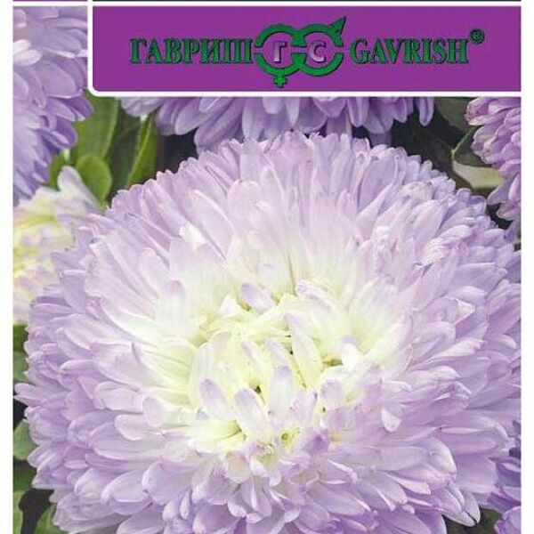 Семена Астра Баллон серебристо-голубой ТМ Гавриш